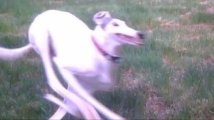 fast dog..jpg