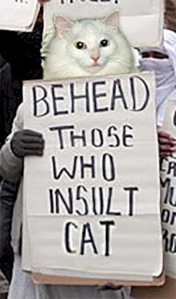 large white moderate.jpg