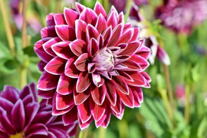 dahlia-3598551_1920.jpg