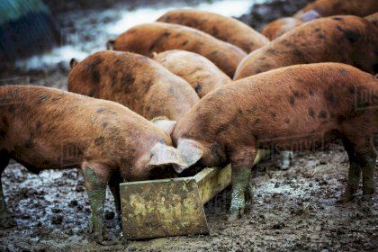 trough.jpg