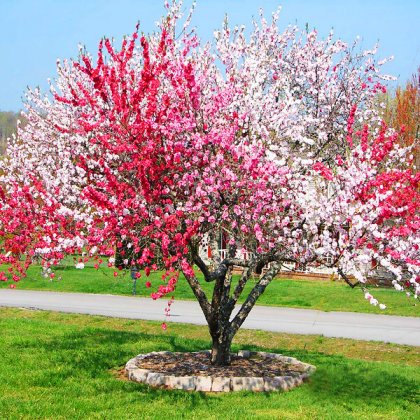 Peppermint_Flowering_Peach_3-600x600.jpg