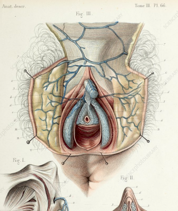 C0425032-Female_clitoral_anatomy_1866_illustration.png