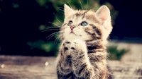kitten-pray.jpg