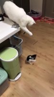 Cat_playing_with_kitten-1aw9nfh4ooa21.webm