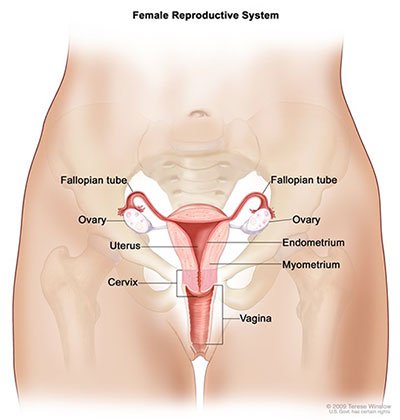 female-reproductive-system.jpg