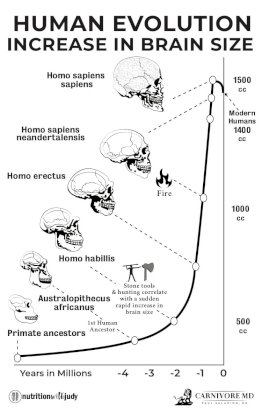 brain size.jpg
