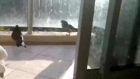 birb_life.webm