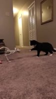 aPgdZBG_460svvp9.webm