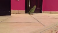 ho ho ho parrot.webm