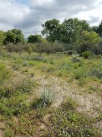 shrubs & dry hills.jpg