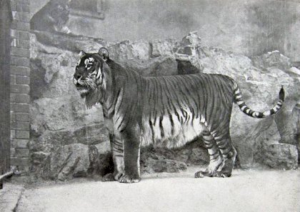Panthera_tigris_virgata.jpg