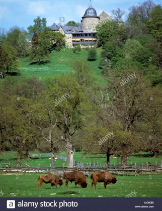 wisente-im-wildpark-sababurg-hofgeismar-hessisches-bergland-reinhardswald-AYXK89.jpg