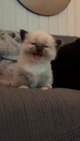 smol_kot.webm