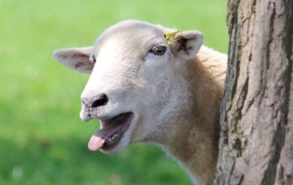 lammas6.jpg