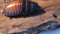 Hisser.mp4