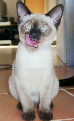 siamkatzen-r554n554.jpg
