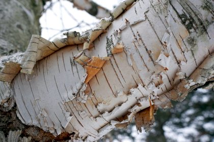 106535_106535_507_birch_tree_bark_1200.jpg