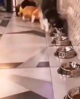 alpha.webm