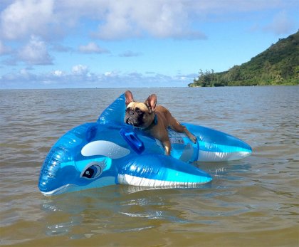 doge on whale.jpg