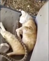 ap9nr0E_460svav1.mp4