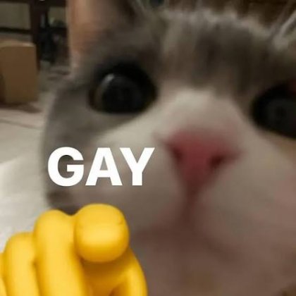 gay.jpeg