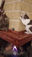 amAQyNv_460svvp9.webm