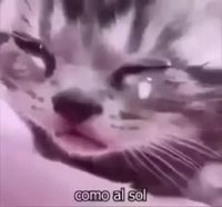 kurb kass.mp4