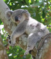koala_sleeping.jpg