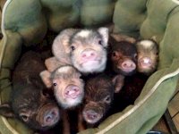piggies.jpg