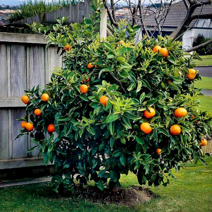 washington-navel-orange-2.jpg