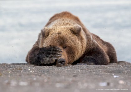 bear facepalm.jpg
