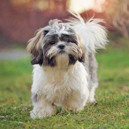 shih-tzu.jpg
