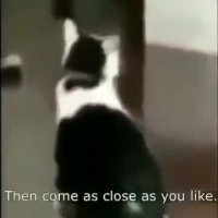 1ecadaccf79011be.mp4