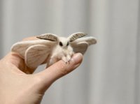 cute_moth.jpg