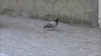 what is love cock.mp4