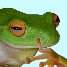 Pepe der froschige Frosch.png
