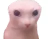cat.webp