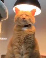 dorime.mp4