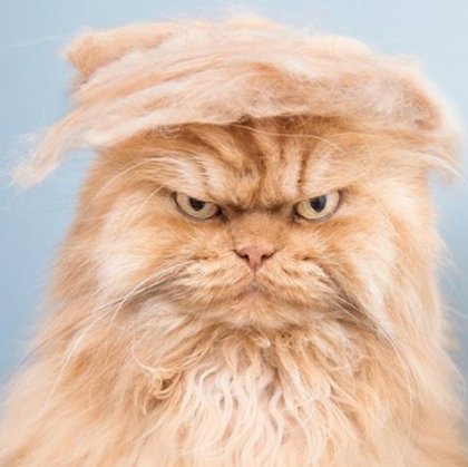 082415-trump-your-cat-2.jpg