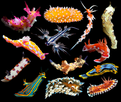 nudibranchs1-1024x864.png