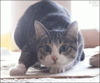 1537023667254.gif