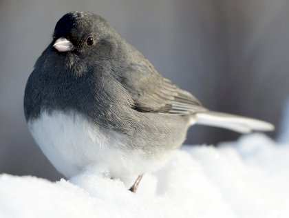 apa-2017_dark-eyed-junco_a1_3764_2_jocelyn-anderson_kk.jpg