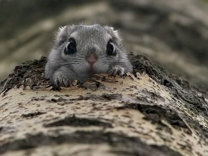 momonga-dwarf-flying-squirrels-4.jpg