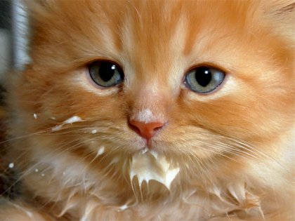 the standard milkoholic kitten.jpg