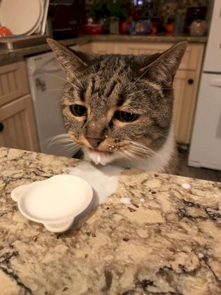cat drink milk sad face collection.jpg