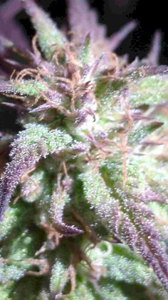 IMG_20241006_195342_318.jpg