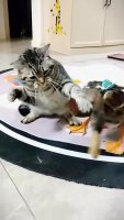 ducked_kot.webm