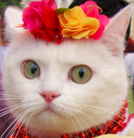 36d77e817c8797c2b15e9baa7579b27d-imagepng.png