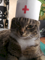 medical_cat3.png