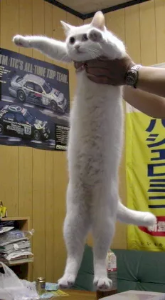 long cat.webp